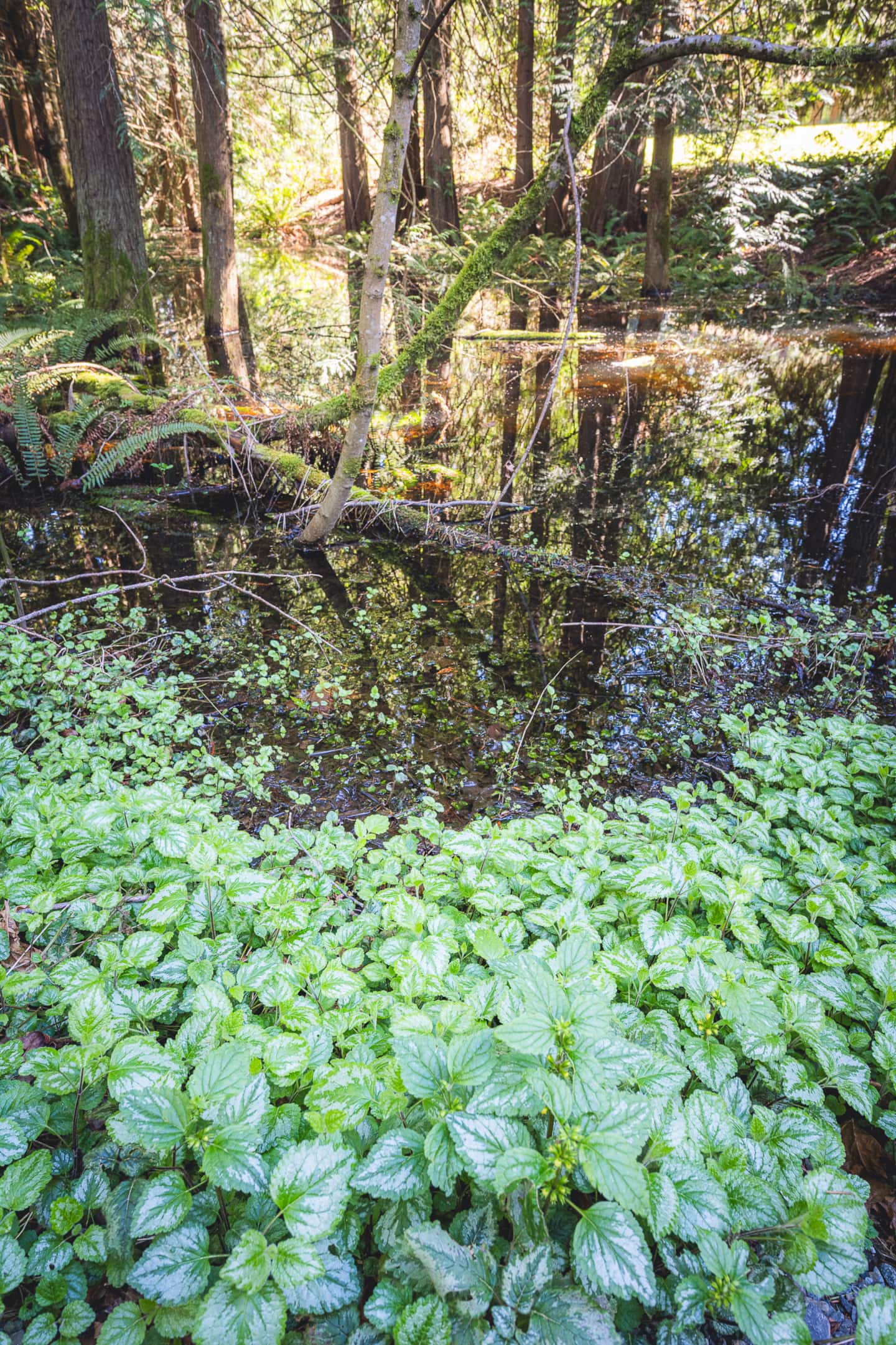 Elwha Base Camp Near Olympic National Park!, photo 8