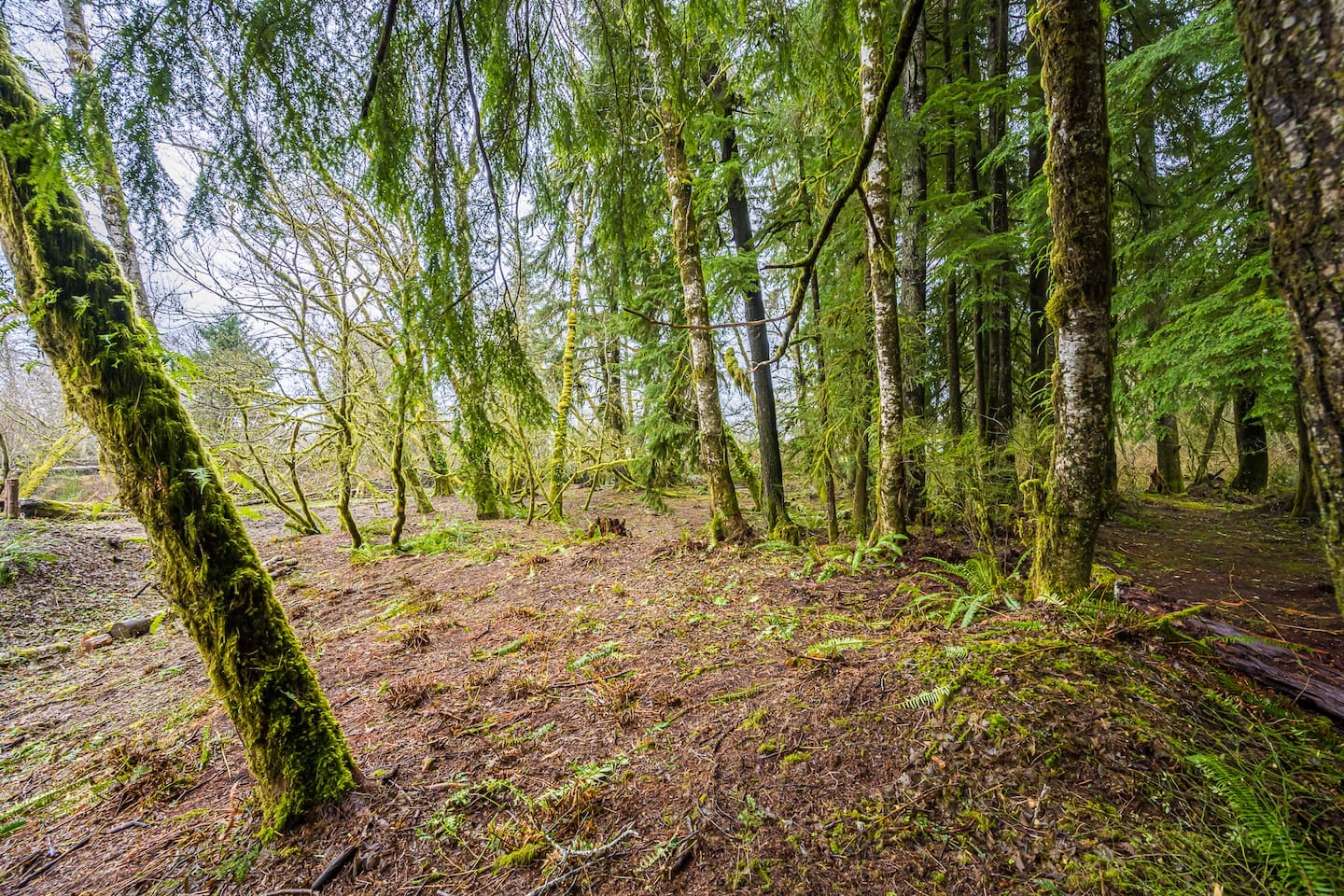 Rainforest Tiny Home Retreat Abstract Modern, photo 7