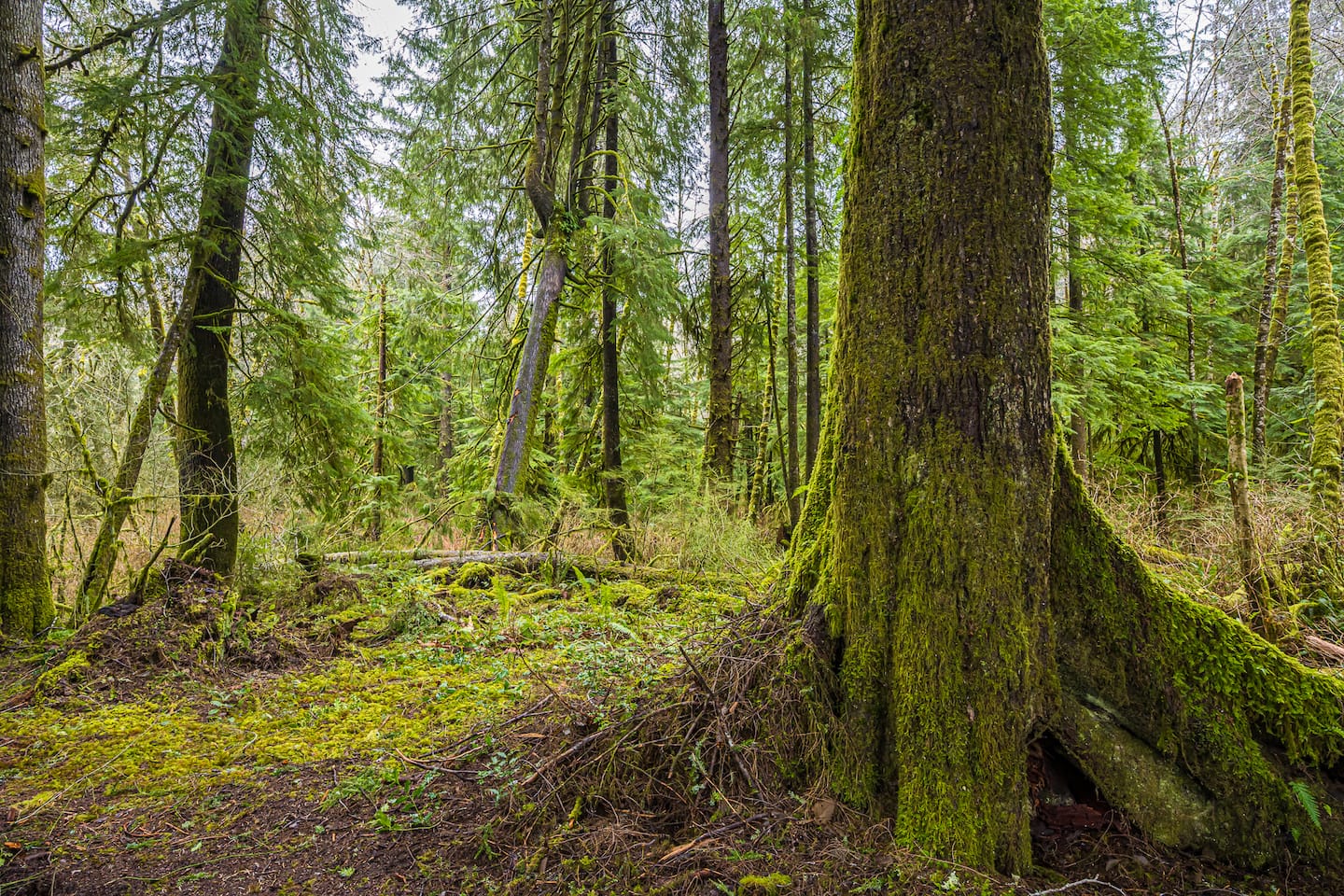 Rainforest Tiny Home Retreat Abstract Modern — tiny home vacation rental in Forks, WA near Olympic National Park, photo 8