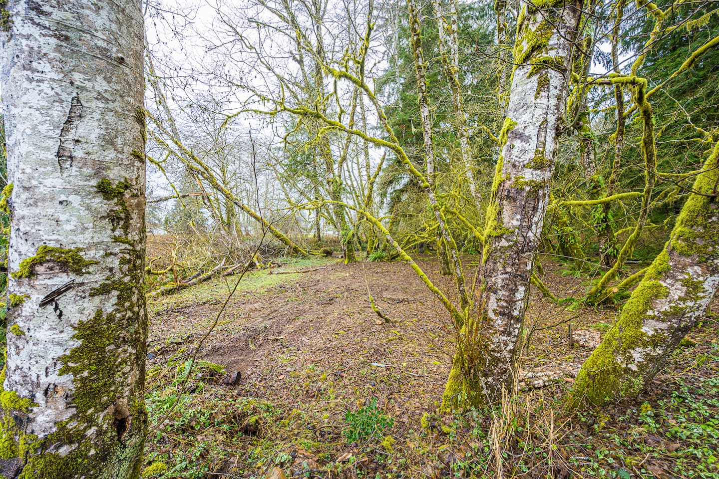 Rainforest Tiny Home Retreat Abstract Modern, photo 8