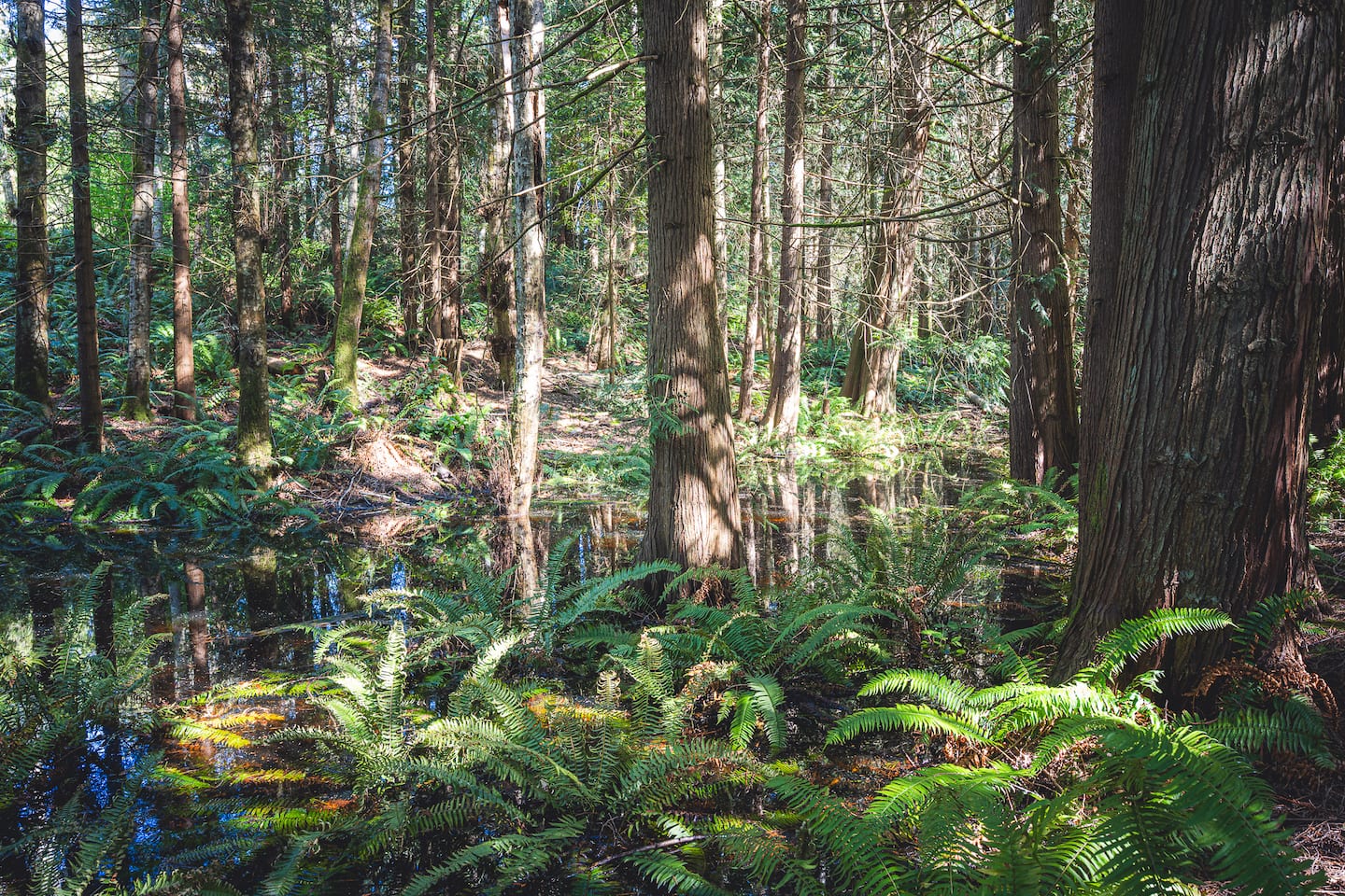 Elwha Base Camp Near Olympic National Park!, photo 7